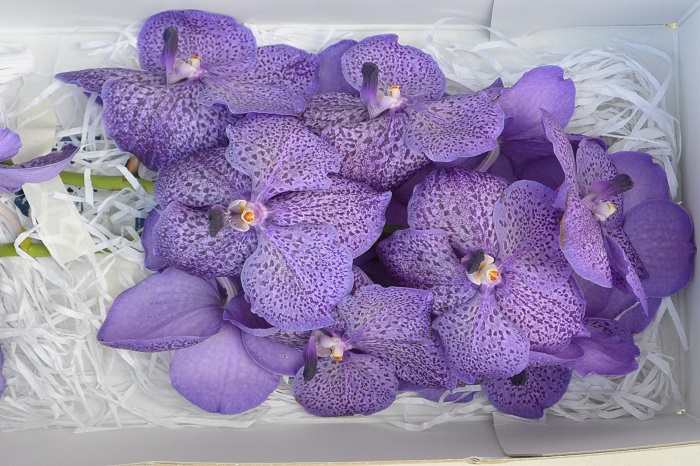 SUNANDA LAVENDER SPRINKLES